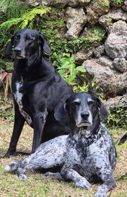 Furry friends