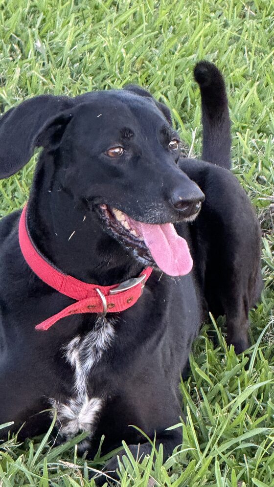 The black dog with a red collar, relaxed on the grass.