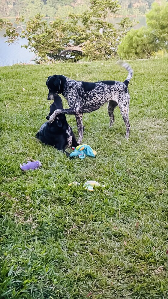The two dogs playing together on the lawn with their toys, the lagoon behind them.