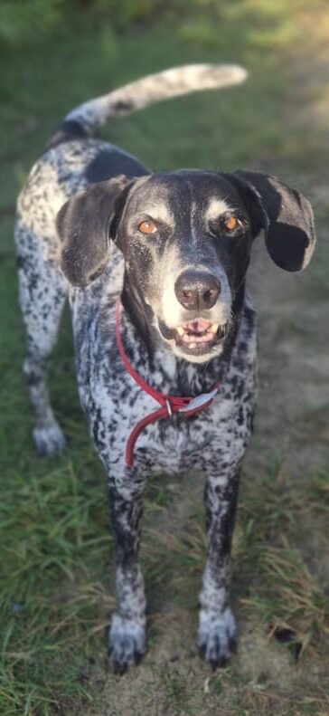 The speckled dog standing on the grass, looking at the camera.