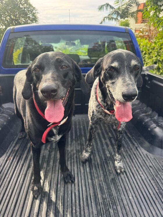 The two dogs standing side by side in the back of a ute, tongues out and happy.
