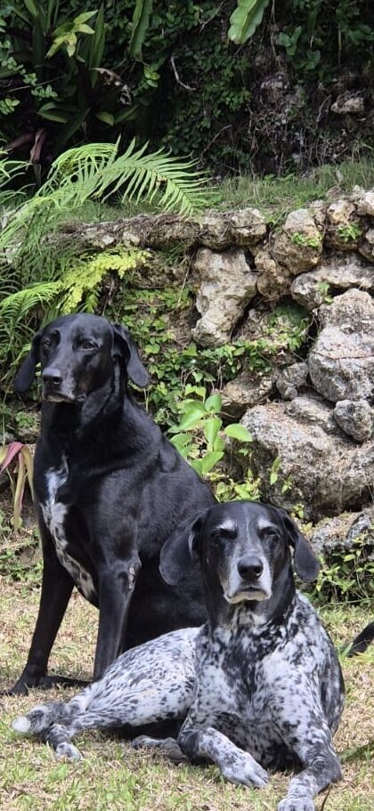 The two resident dogs sitting together in the garden by a low stone wall and ferns.